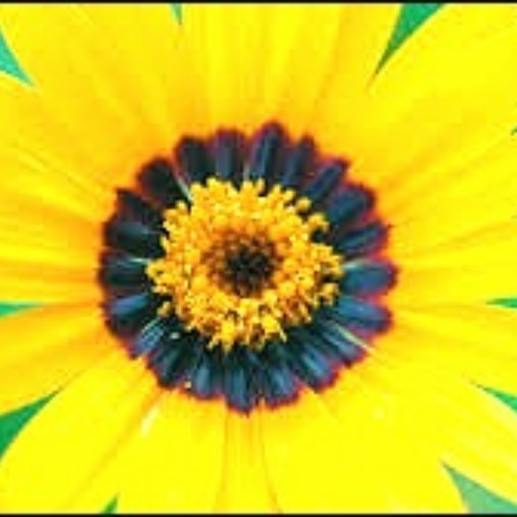 Meet your Posher, lala - Picture 1 of 1